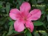 Rhododendron olifolium